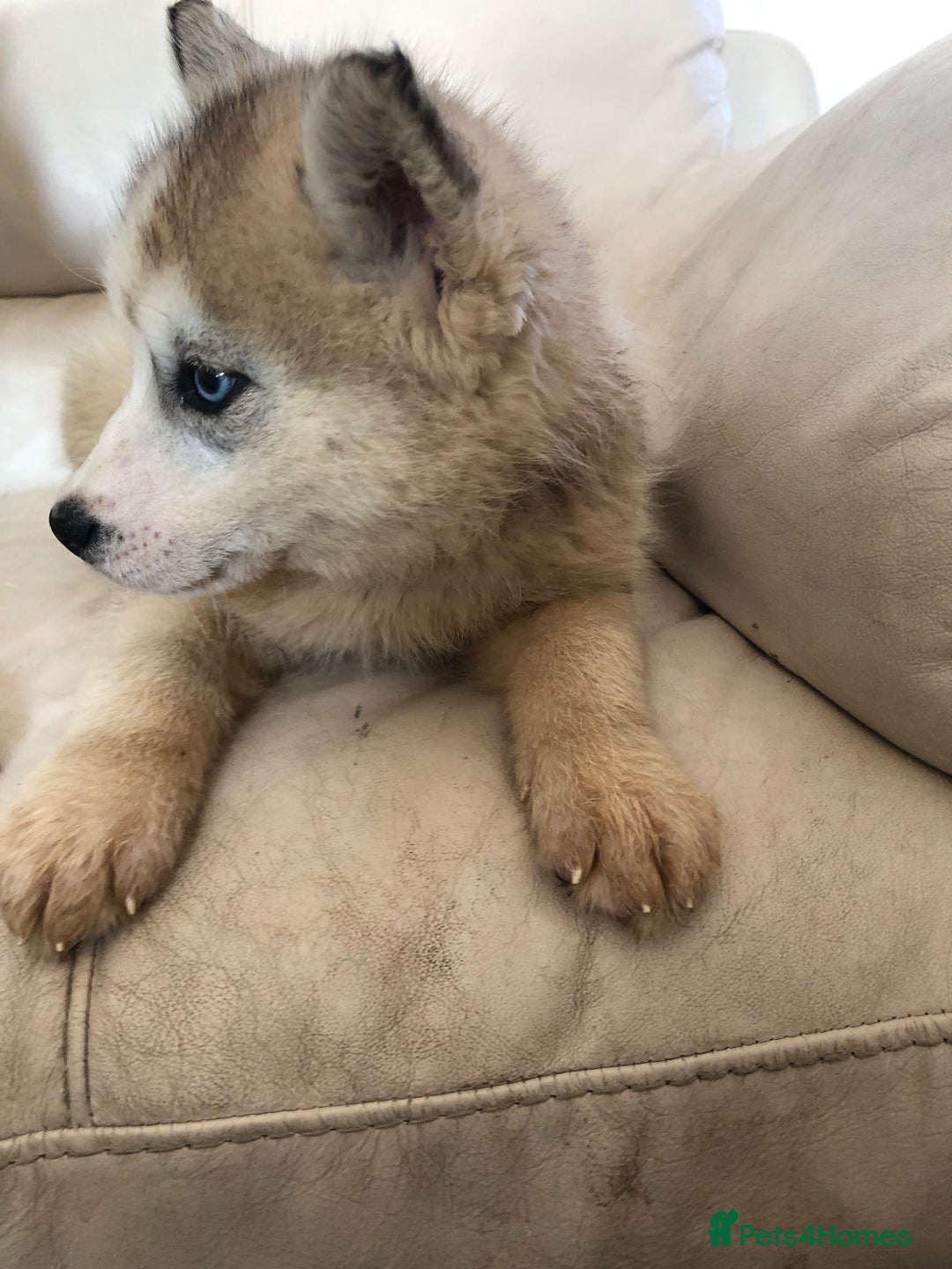 Siberian Husky dogs for sale: 5 Syberrian Husky puppies - Image 2