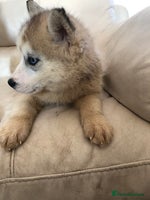 Siberian Husky dogs - Advert 7