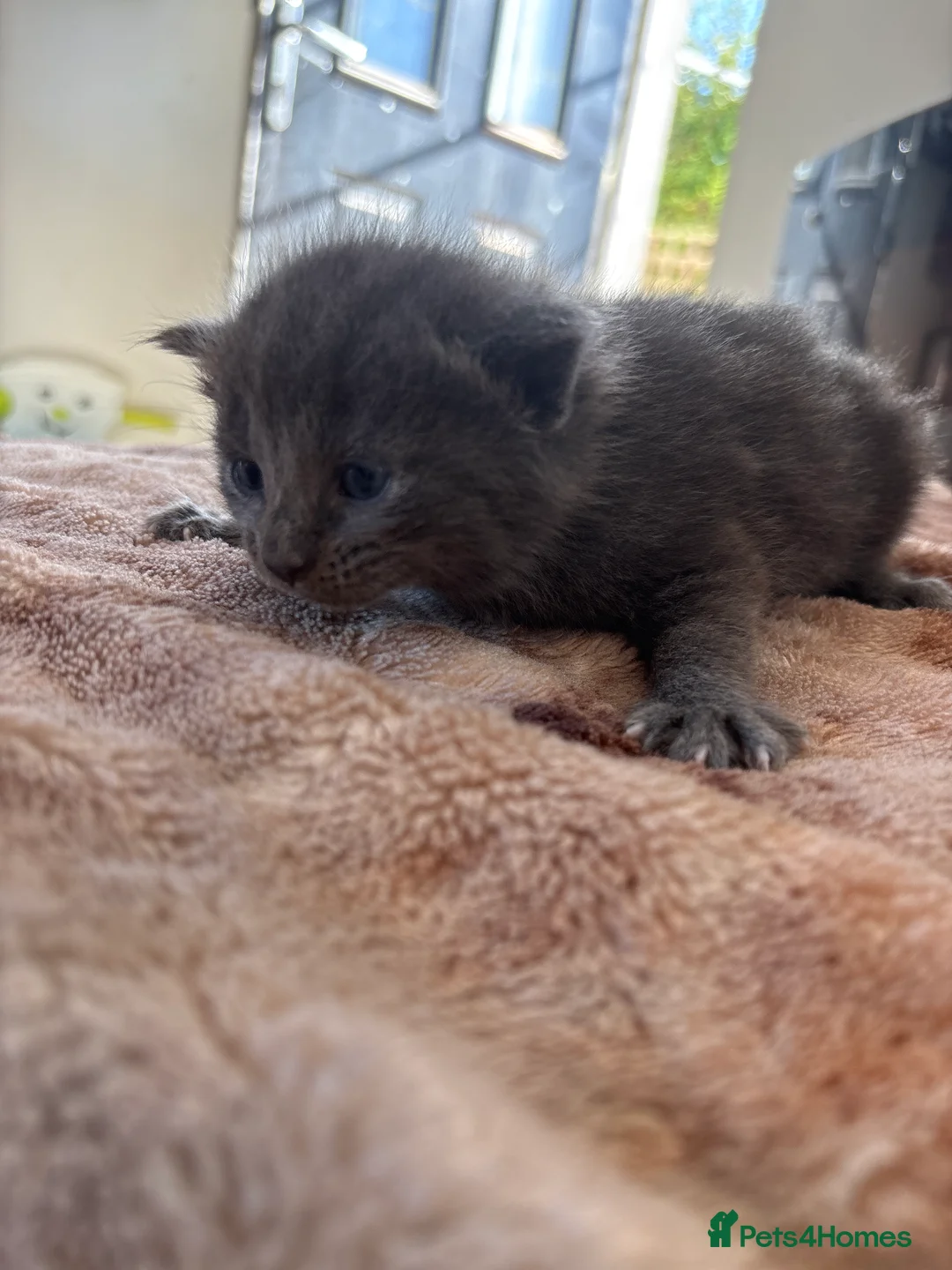 Mixed Breed cats for sale: 4 beautiful kittens  in Hayle - Advert 2