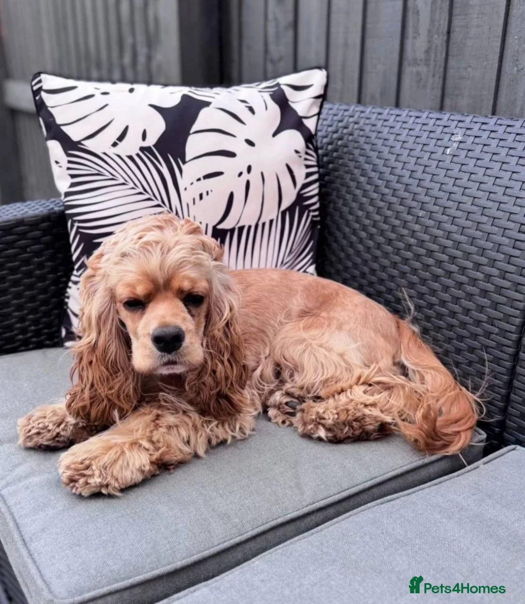 Cockapoo dogs for sale: American Cockapoo girl F1, 6 months old - Advert 2