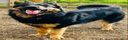 German Shepherd dogs for stud: German Shepherd Stud Long Coat straight back in Slough - Advert 10