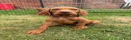 Hungarian Vizsla dogs for sale: 9 KC registered Hungarian Vizla puppies - Advert 3