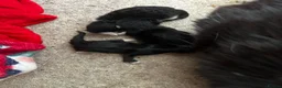 Mixed Breed cats for sale: 2 beautiful kittens for sale  - Advert 14