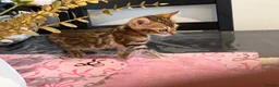 Bengal cats for sale: Top Quality Bengal Kittens (2 Boys, 1 Girl) - Advert 8