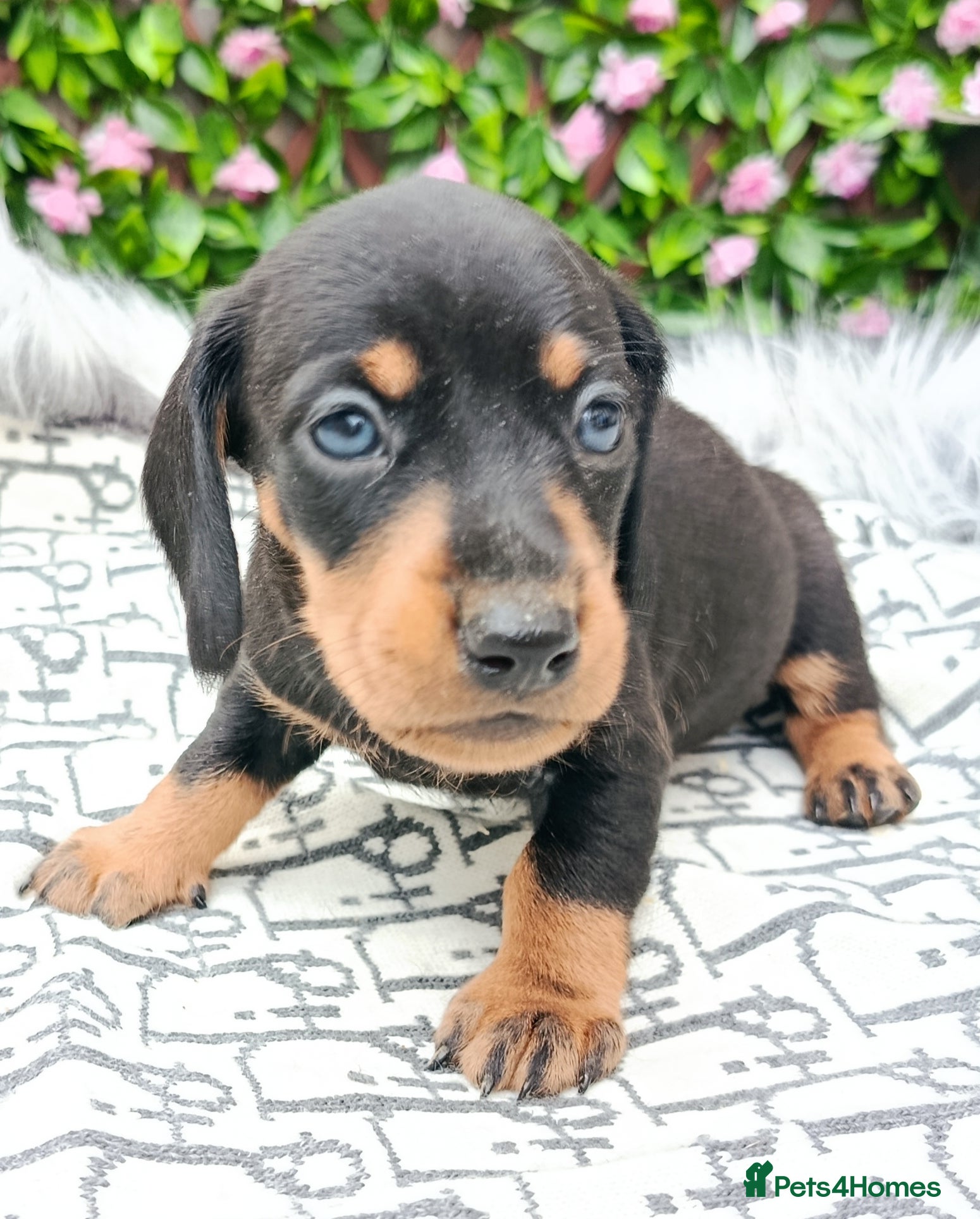 Miniature Dachshund dogs STUNNING LH /SMOOTH MINI KC REG PRA CLR - Advert 6