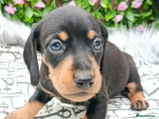 Miniature Dachshund dogs STUNNING LH /SMOOTH MINI KC REG PRA CLR - Advert 6