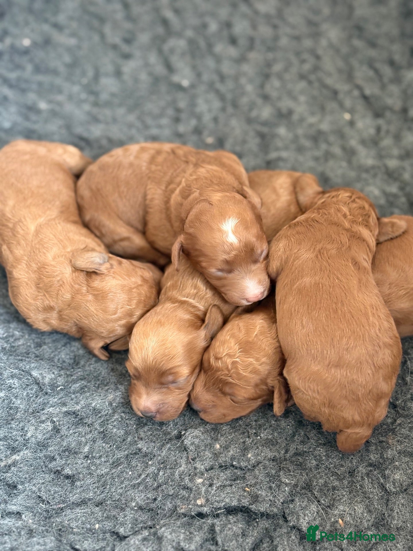 Cockapoo dogs Toy cockapoo puppies  - Advert 19