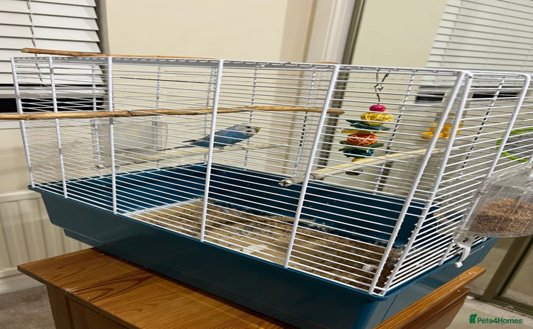 Budgerigars birds - Advert 1