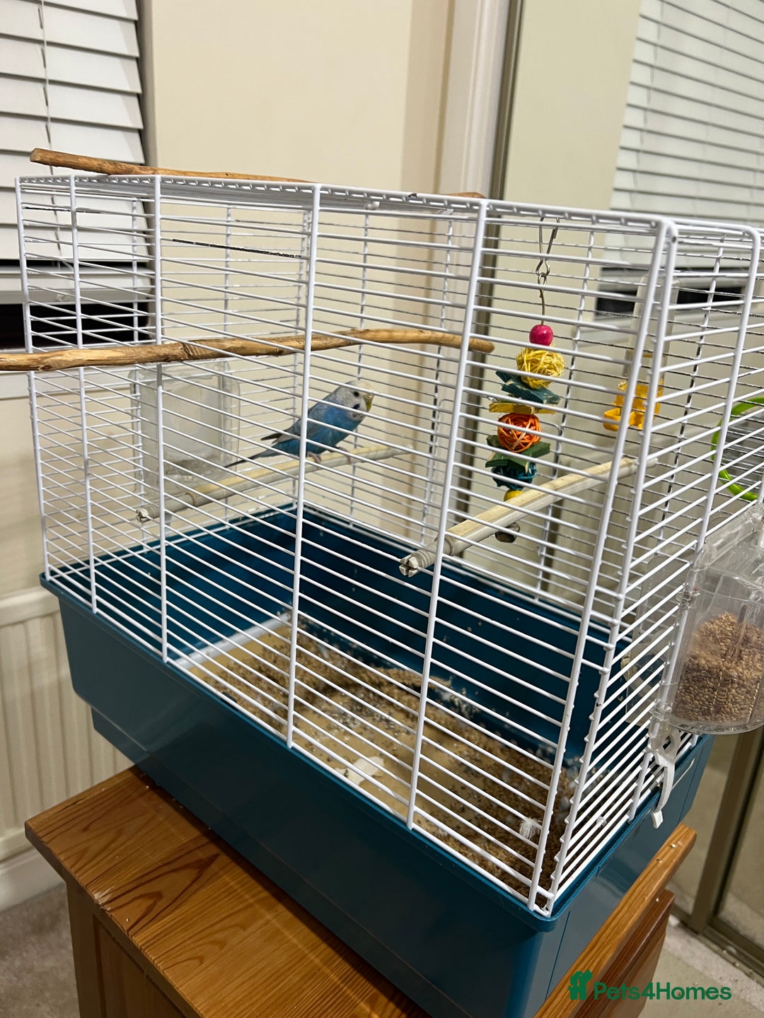 Budgerigars birds for sale: Blue budgie looking new home - Image 1