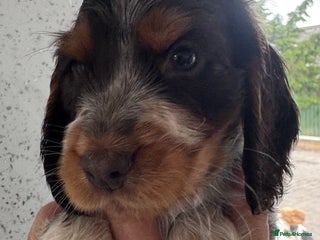 Cocker Spaniel dogs - Advert 10