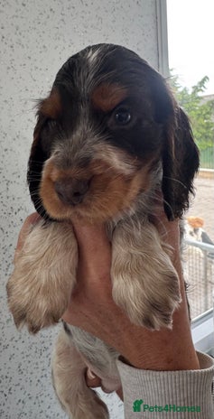 Cocker Spaniel dogs - Advert 11