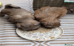 Shih Tzu dogs for sale: Imperial Shitzus - Image 11