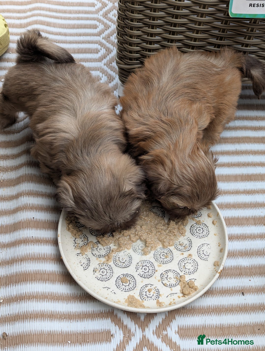 Shih Tzu dogs for sale: Imperial Shitzus - Image 11