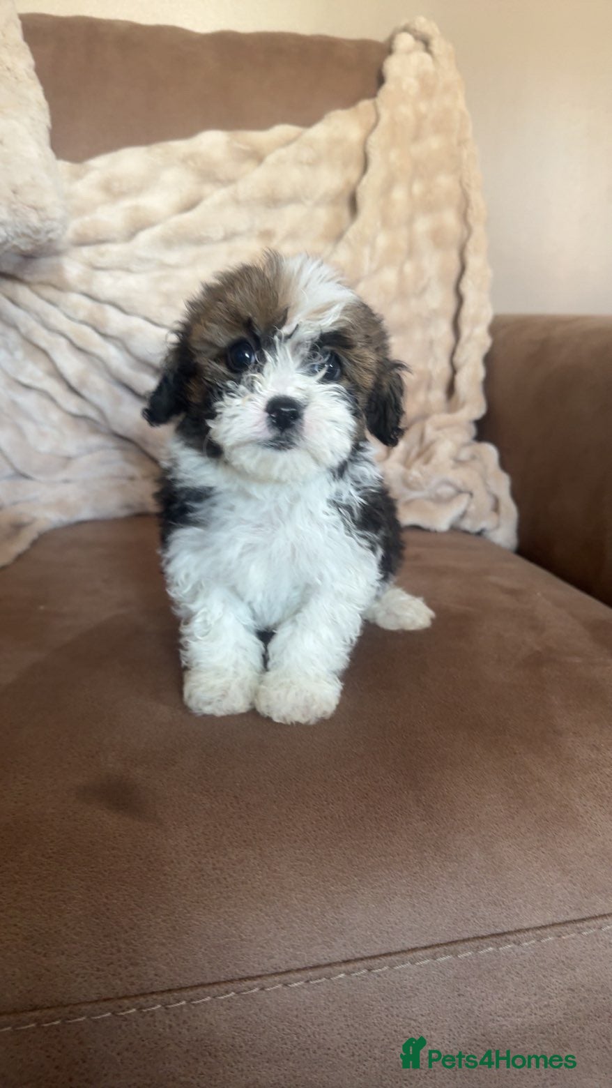 Poochon dogs Beautiful poochons for sale  - Advert 1