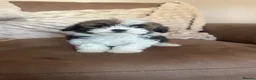 Poochon dogs for sale: Beautiful poochons for sale  - Advert 1