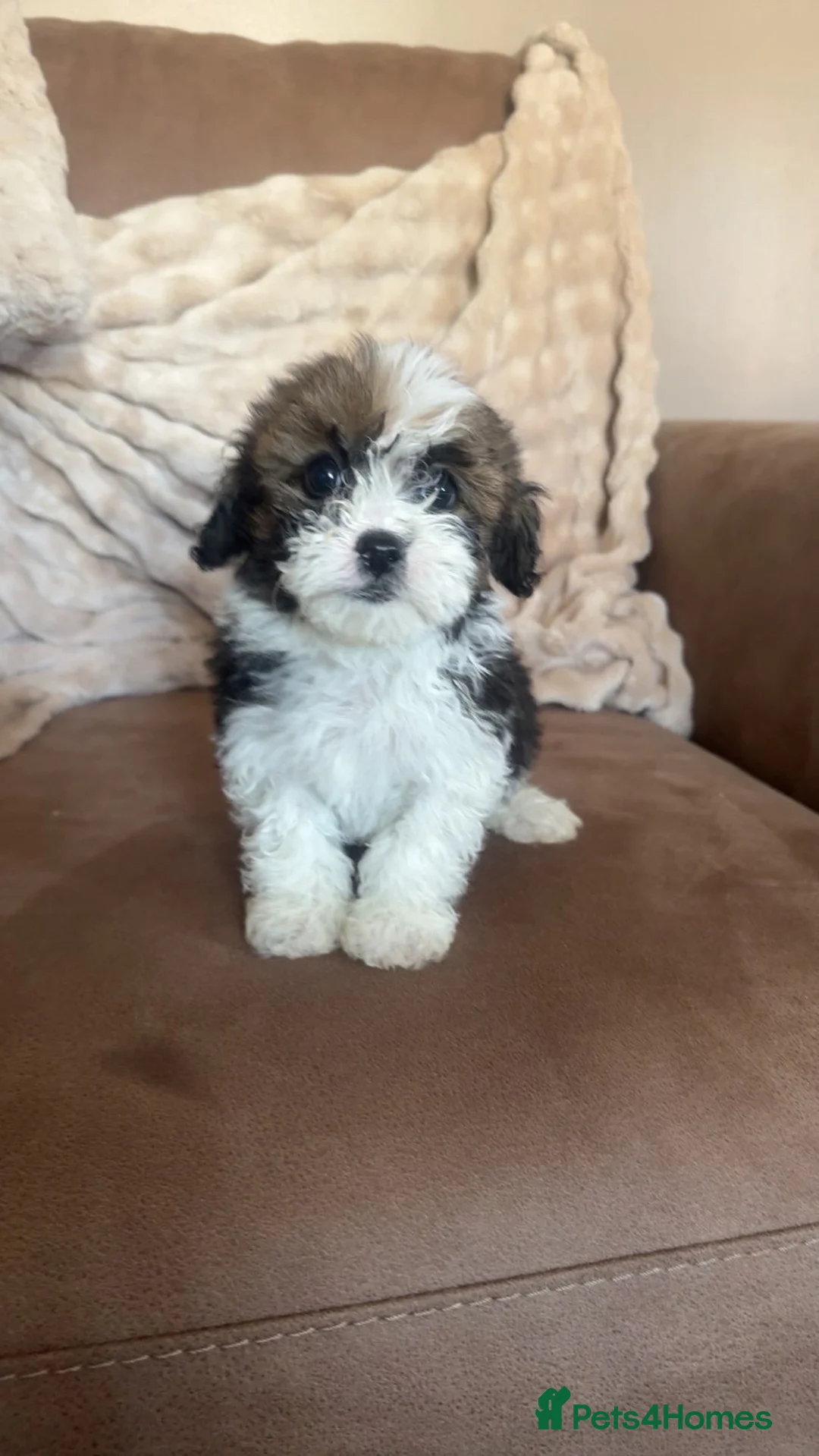 Poochon dogs for sale: Beautiful poochons for sale  - Advert 1