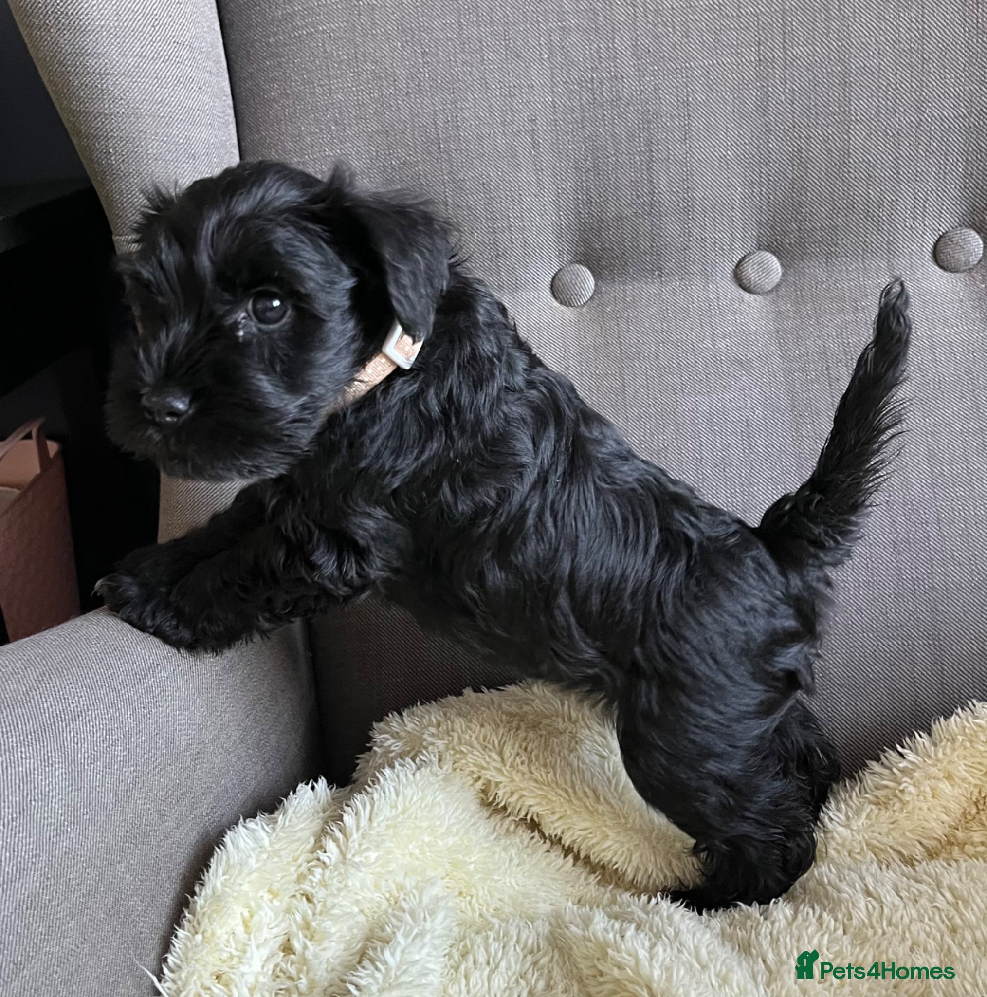 Miniature Schnauzer dogs KC Miniature Schnauzer Female 8 week old pup - Advert 6