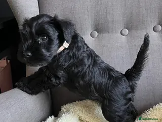 Miniature Schnauzer dogs KC Miniature Schnauzer Female 8 week old pup - Advert 6