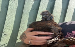 Chickens poultry for sale: Silkie POL - Image 3