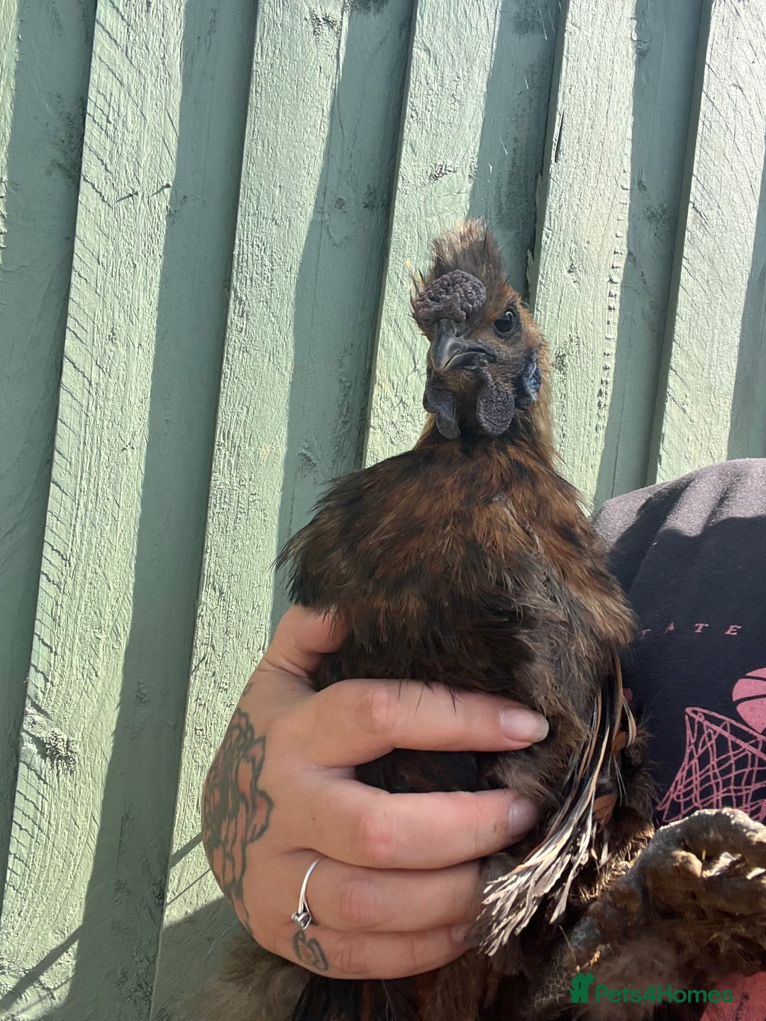 Chickens poultry for sale: Silkie POL - Image 3