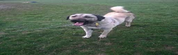 Anatolian Shepherd dogs for sale: 2YearOld Livestock Guardian Dog Working/Rural Home - Advert 7