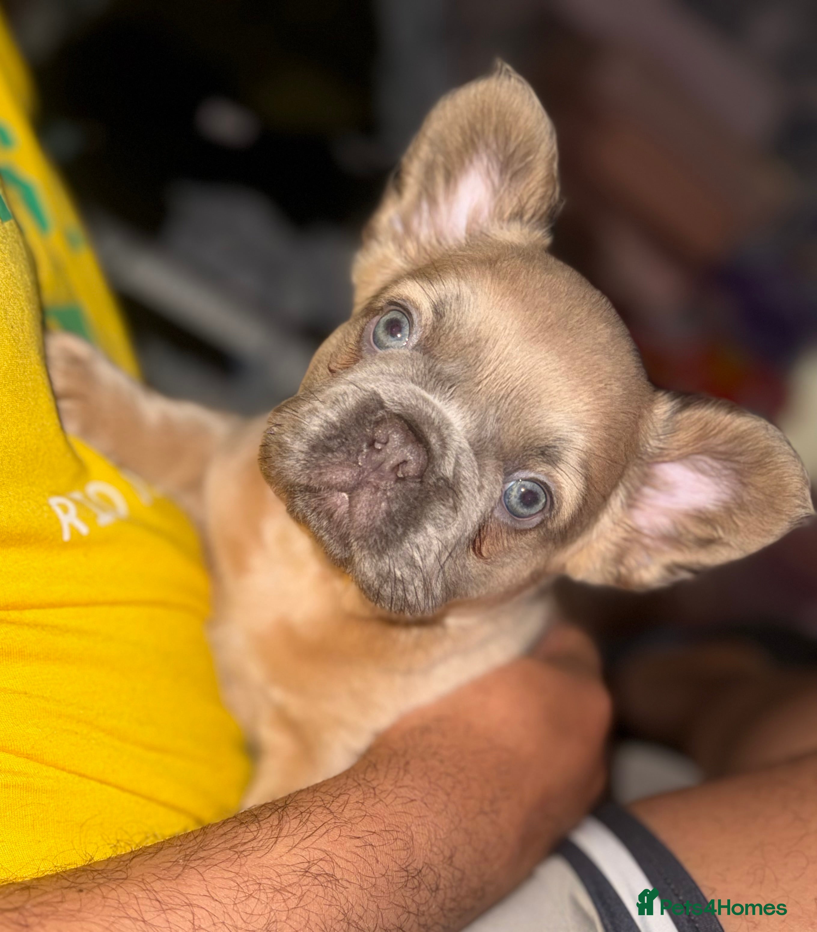 French Bulldog dogs Fluffy & testable frenchies - Advert 1