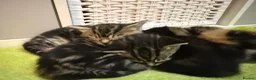 Mixed Breed cats for sale: Beautiful litter of female kittens - Advert 21