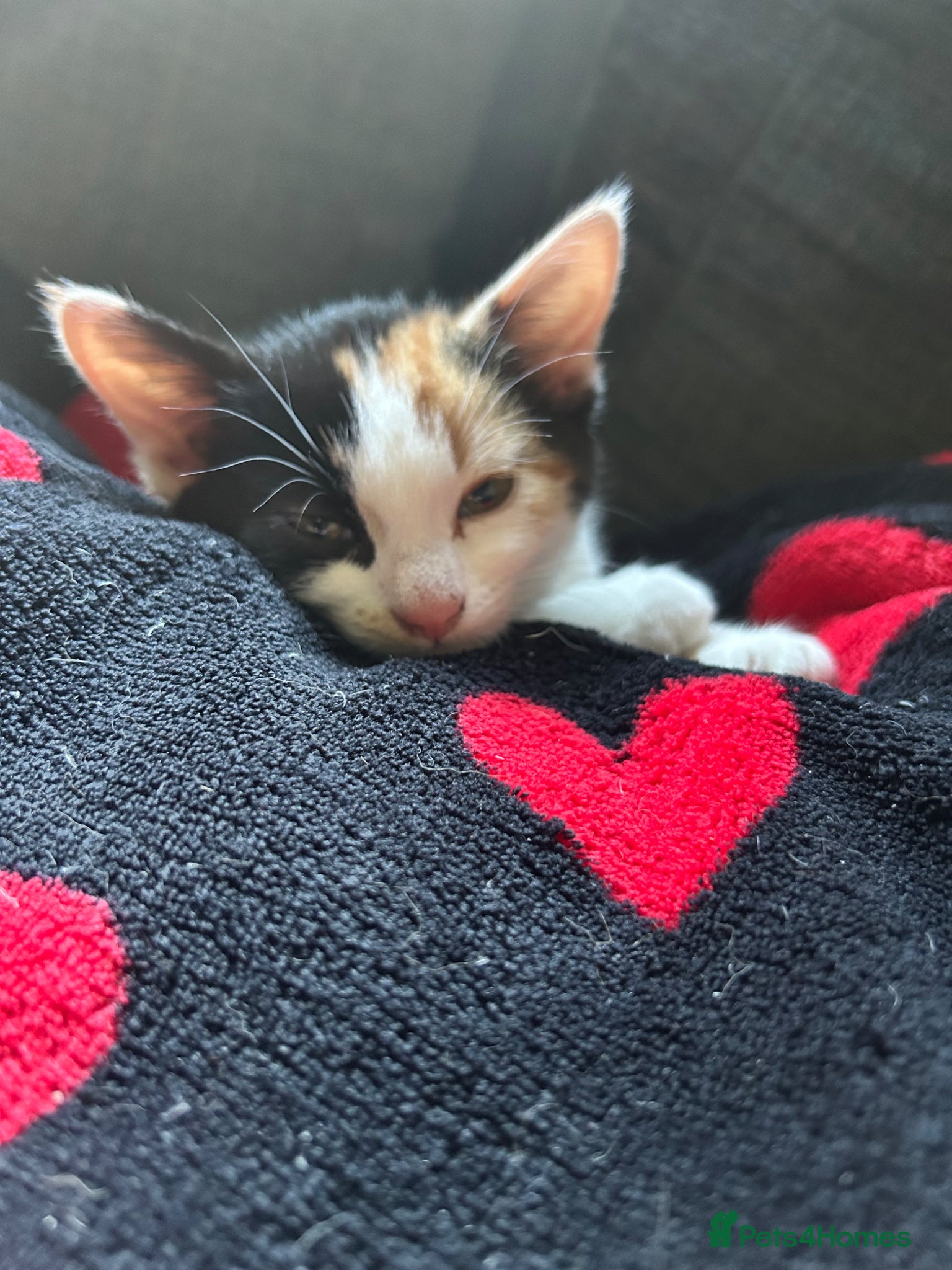 Mixed Breed cats 3 kittens. 2 female calico and one ginger male - Advert 5