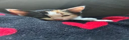 Mixed Breed cats for sale: 3 kittens. 2 female calico and one ginger male - Advert 1