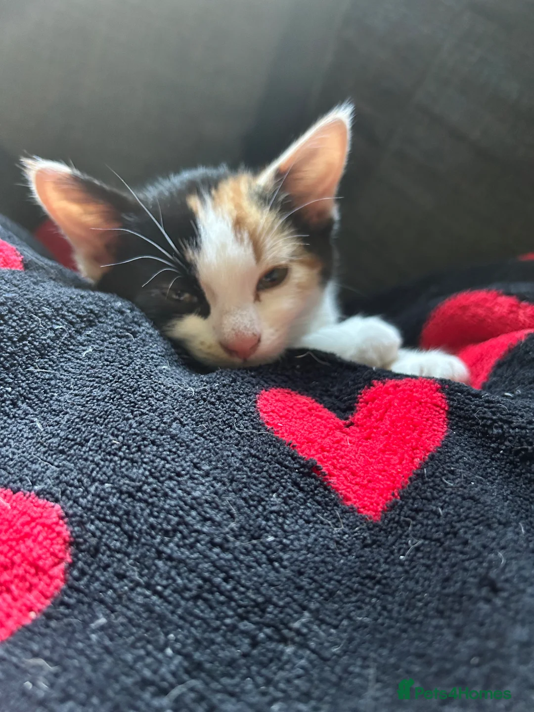 Mixed Breed cats for sale: 3 kittens. 2 female calico and one ginger male - Advert 1