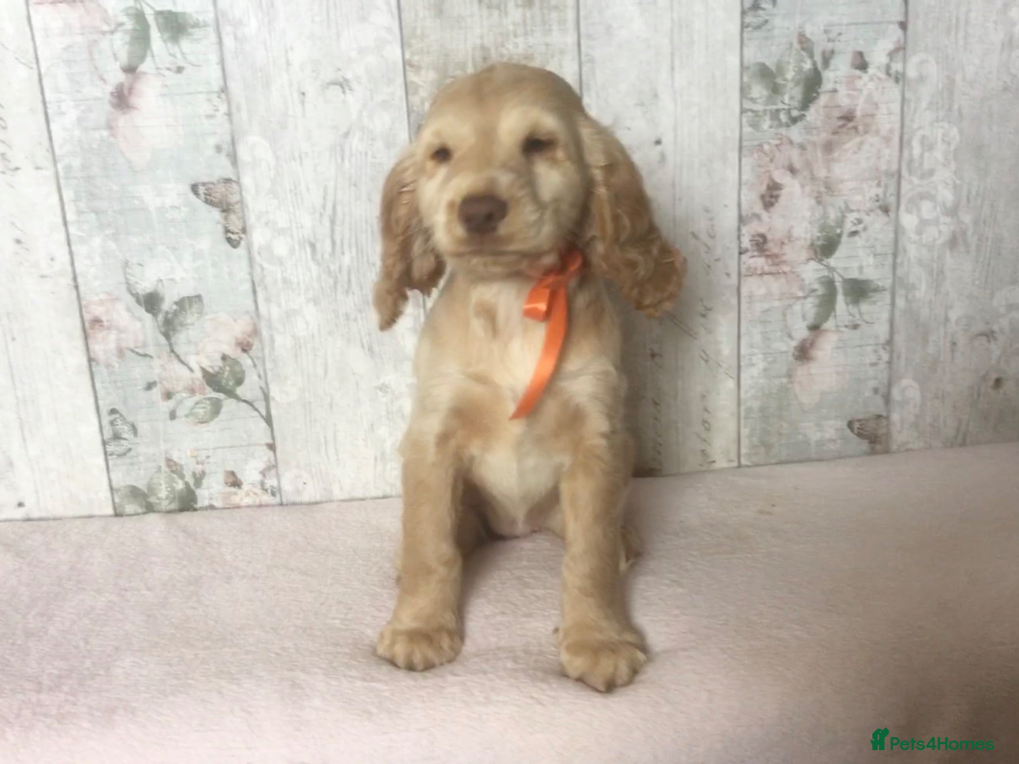 Cocker Spaniel dogs KC reg Cocker pups - Advert 2