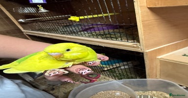 Budgerigars birds - Advert 5