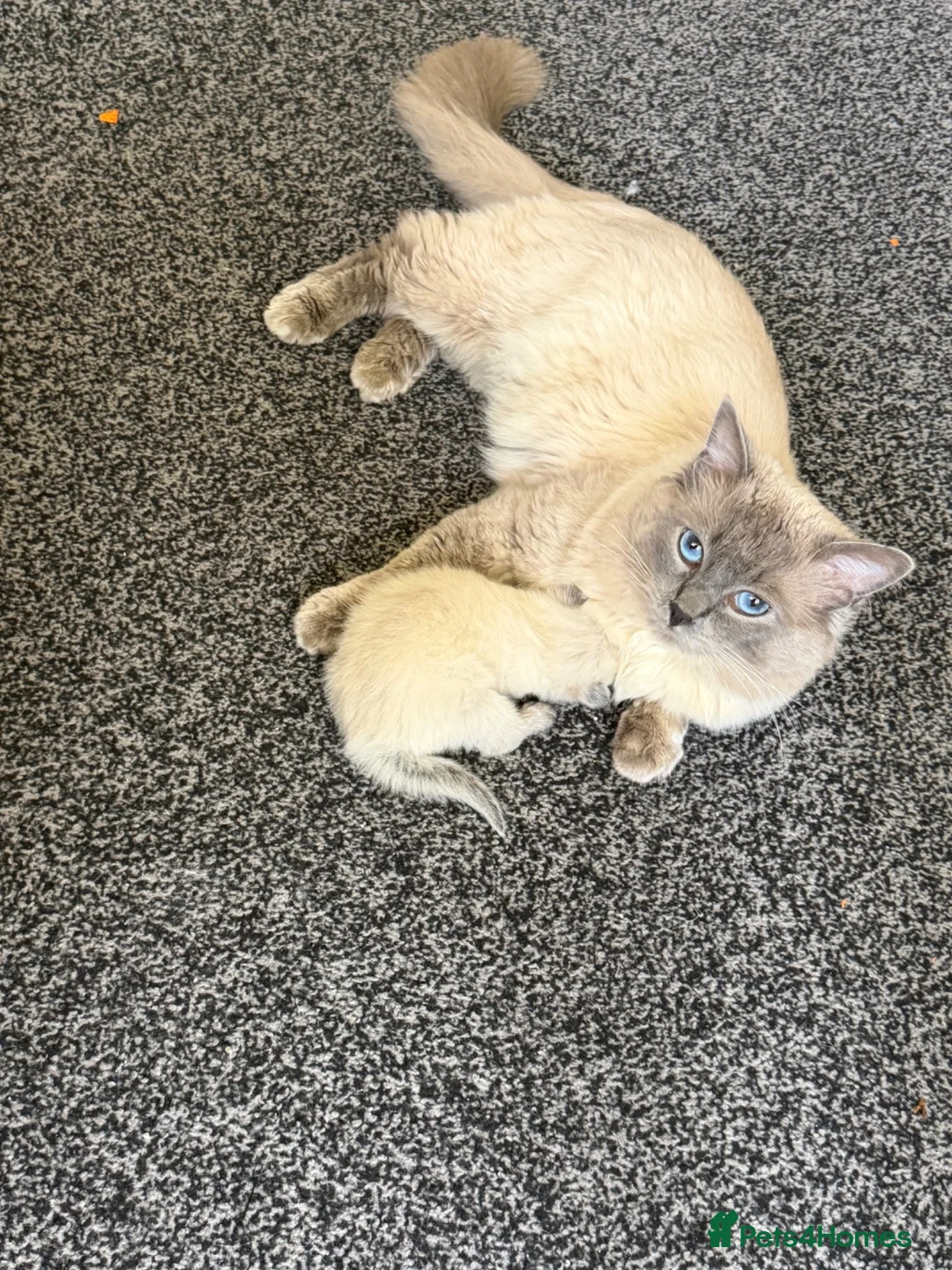 Ragdoll cats for sale: Ragdoll kittens for sale - Advert 5