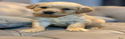 Golden Retriever dogs for sale: 6 GORGEOUS GOLDEN RETRIVER PUPPYS in Middlesbrough - Advert 2