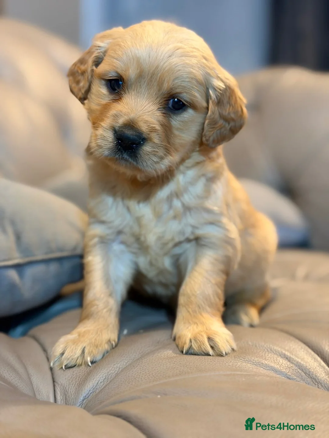 Golden Retriever dogs for sale: 6 GORGEOUS GOLDEN RETRIVER PUPPYS in Middlesbrough - Advert 2