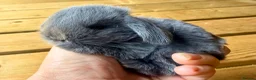 Mini Lop rabbits for sale: Three pure bred mini lop boys. - Advert 3
