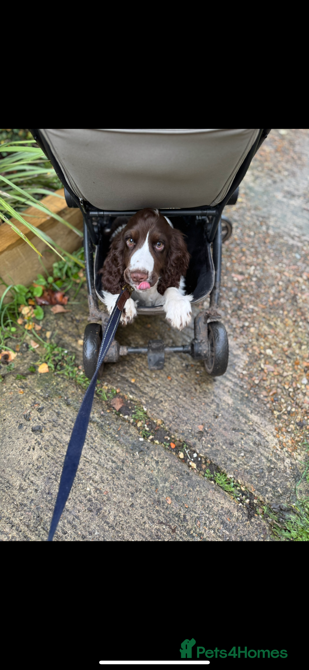 Cocker Spaniel dogs for sale: 4 months old male Cocker Spaniel For Sale - Advert 6