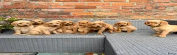 Labradoodle dogs for sale: Beautiful F1 Mini Labradoodle Puppies  - Advert 11