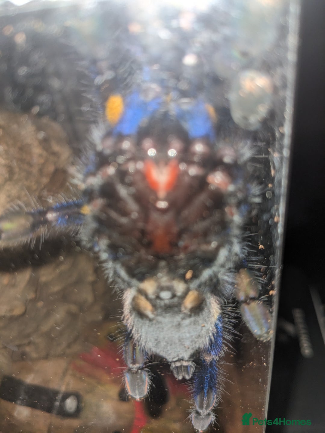 Spiders invertebrates for sale: Gotty tarantula  - Image 7