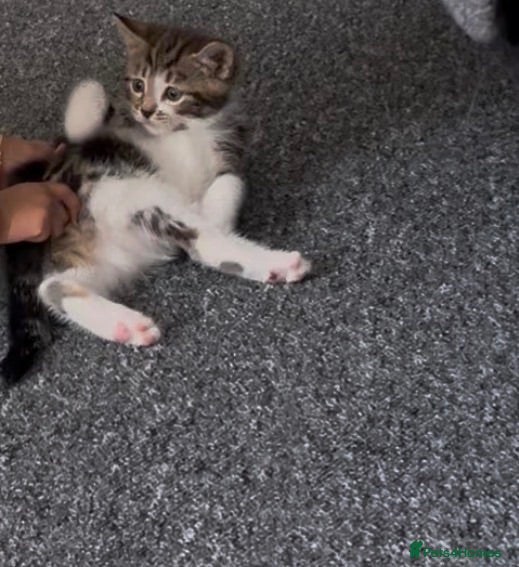 Mixed Breed cats Kitten  - Advert 14