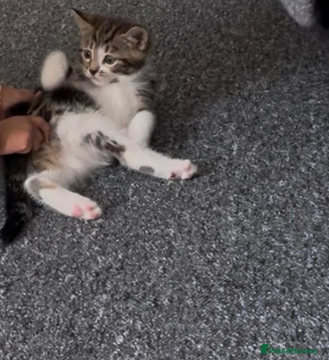 Mixed Breed cats for sale: Kitten  - Advert 1