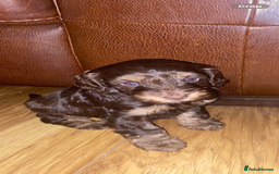 Cockapoo dogs for sale: F2 Cockapoo pups  - Image 25