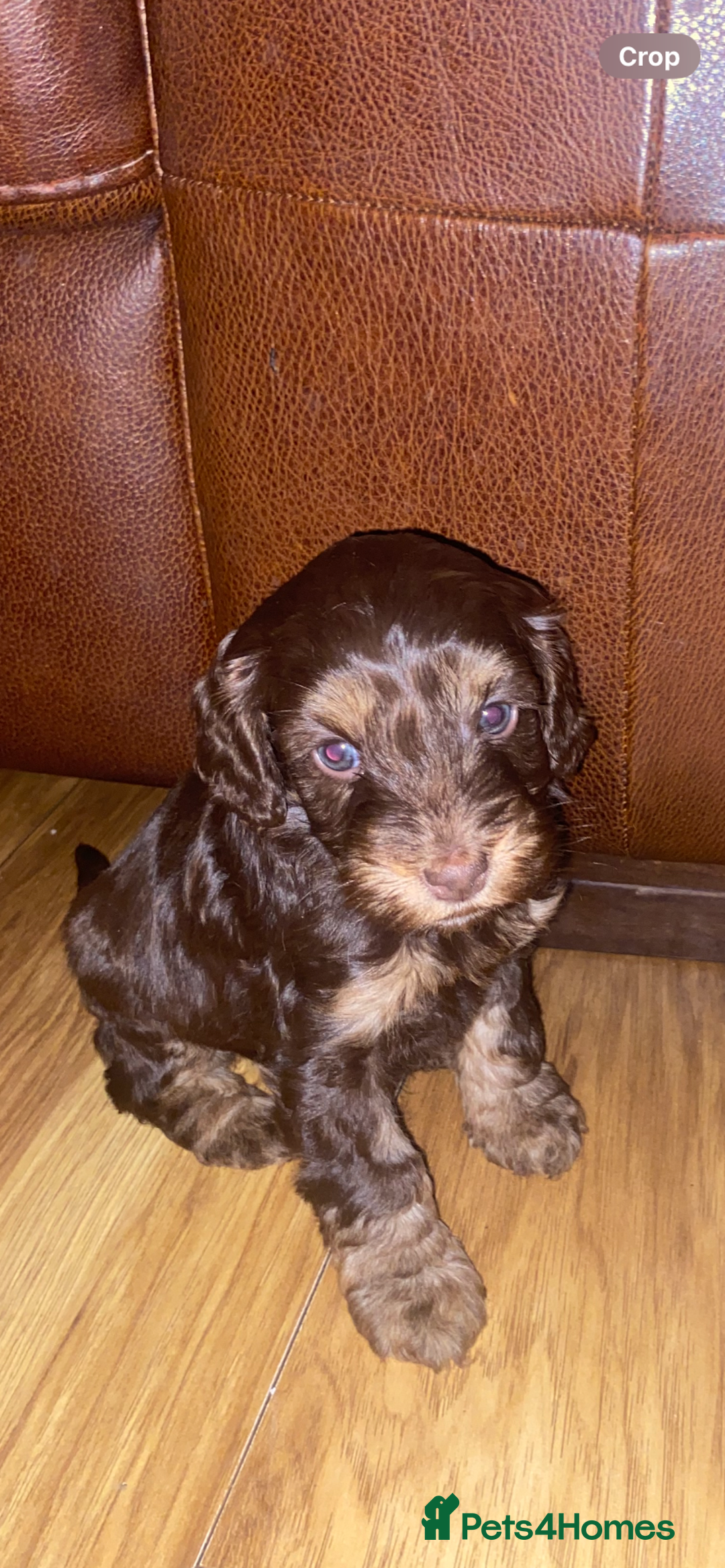 Cockapoo dogs for sale: F2 Cockapoo pups  - Image 25