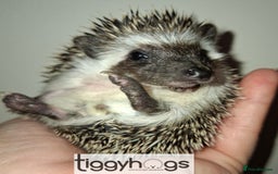Pygmy Hedgehog rodents for sale: Handsome boys available-new pics added 5/8 - Image 12