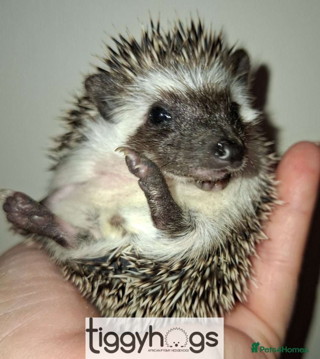 Pygmy Hedgehog rodents for sale: Handsome boys available-new pics added 5/8 - Image 12