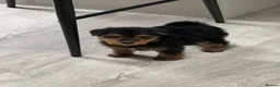 Welsh Terrier dogs for sale: Wawuzer puppies  in Haverfordwest - Advert 6