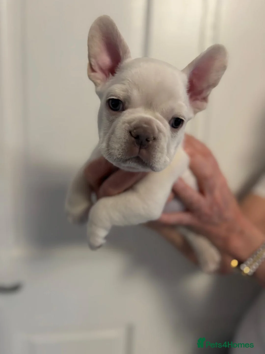 French Bulldog dogs for sale: Ready - Lilac Platinum - Fluffy Carriers - Advert 13