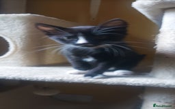 Mixed Breed cats for sale: Kittens - Image 3