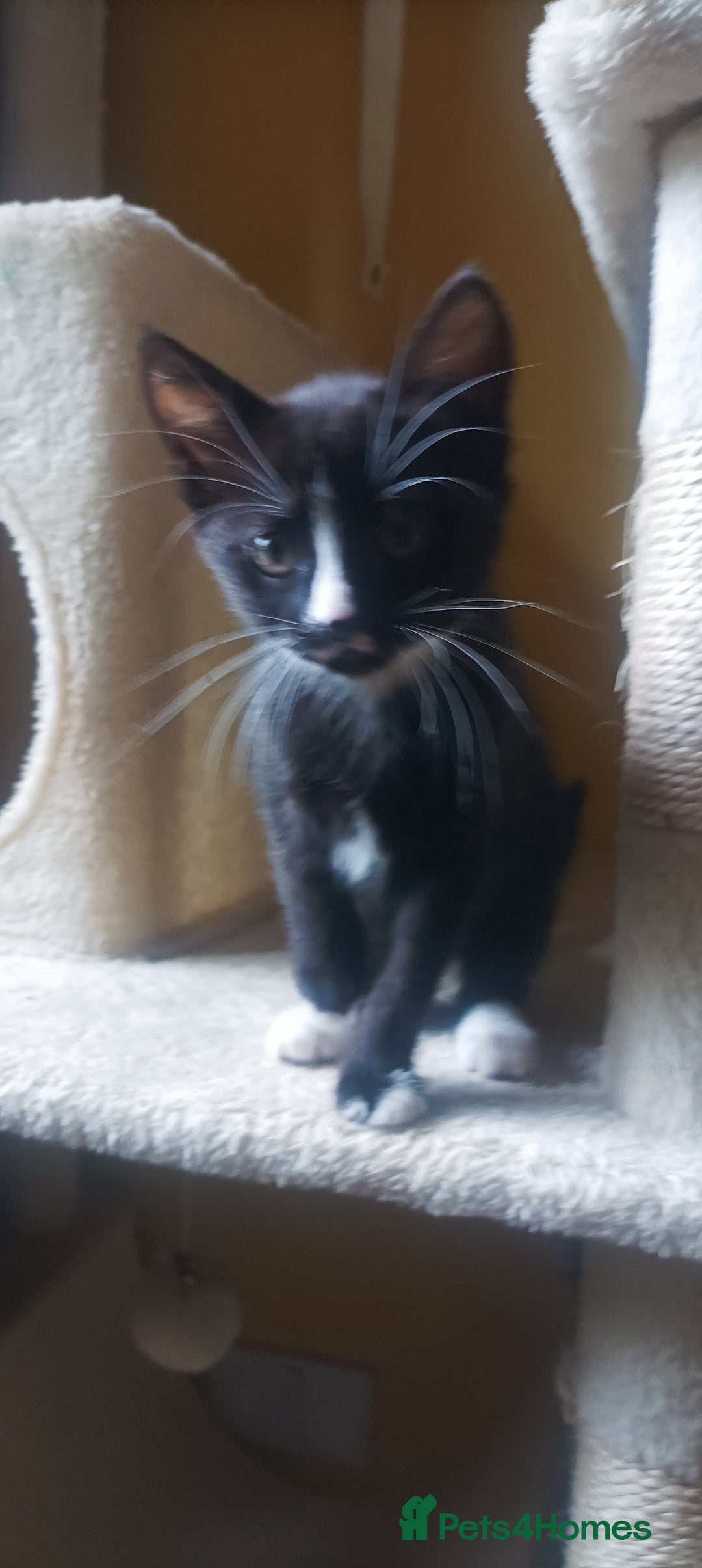 Mixed Breed cats for sale: Kittens - Image 3