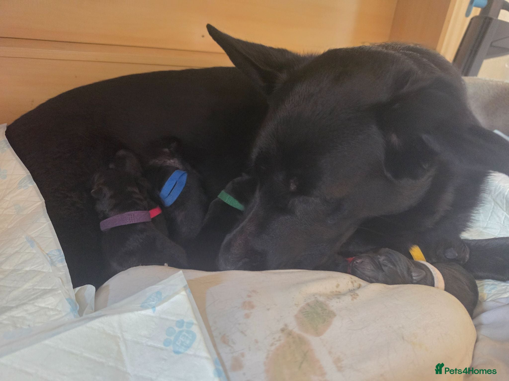 German Shepherd dogs Black German Shepherd pups - Advert 1
